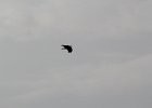 Fish Crow (3)