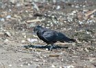 Fish Crow (31)