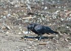 Fish Crow (32)