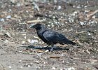 Fish Crow (33)
