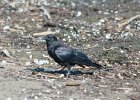 Fish Crow (34)