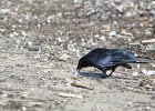 Fish Crow (35)