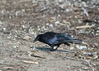 Fish Crow (36)