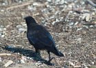 Fish Crow (37)