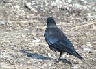 Fish Crow (38)
