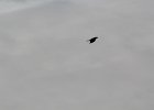 Fish Crow (4)
