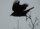 Fish Crow (40)