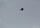Fish Crow (5)