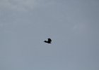 Fish Crow (7)