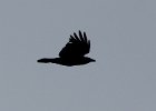Fish Crow