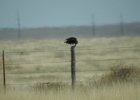 Chihuahuan Raven (2)