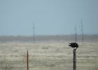 Chihuahuan Raven (3)