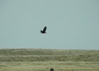 Chihuahuan Raven (7)