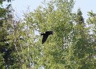 Common Raven (12)