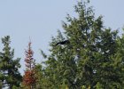 Common Raven (13)