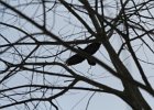 Common Raven (14)