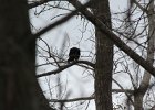 Common Raven (15)