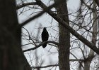 Common Raven (16)