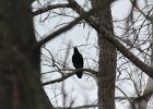Common Raven (17)