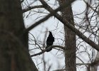 Common Raven (18)