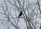 Common Raven (19)