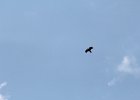 Common Raven (2)