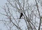 Common Raven (20)
