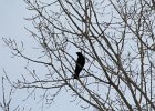 Common Raven (21)