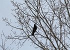 Common Raven (22)