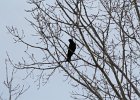 Common Raven (23)
