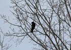Common Raven (24)