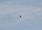 Common Raven (26)