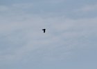 Common Raven (27)