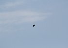 Common Raven (28)