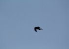 Common Raven (3)