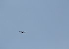 Common Raven (30)