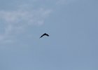Common Raven (31)