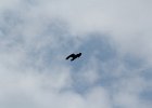 Common Raven (32)