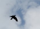 Common Raven (33)
