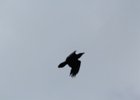 Common Raven (34)