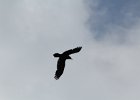 Common Raven (35)