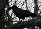 Common Raven (39)