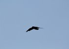 Common Raven (4)