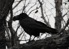 Common Raven (40)