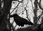 Common Raven (41)