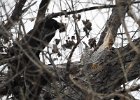Common Raven (42)