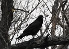 Common Raven (43)