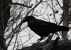 Common Raven (44)