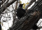 Common Raven (45)