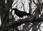 Common Raven (46)